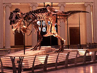 Sue, the T. rex skeleton at Chicago, IL's Field Museum